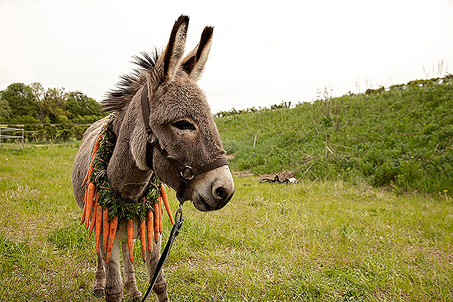 『EO イーオー』7/29（土）〜8/11（金）